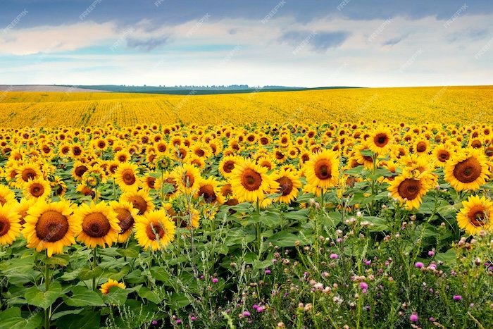 подсолнухи